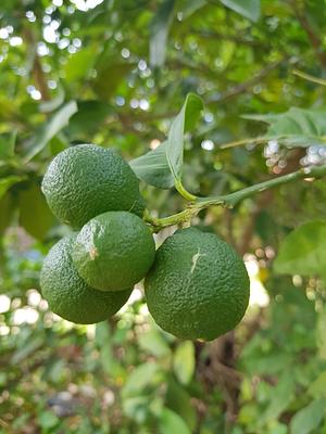 Some Limes To Season The Salad