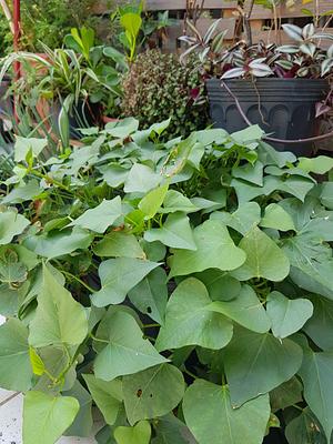 Sweet Potato Leaves