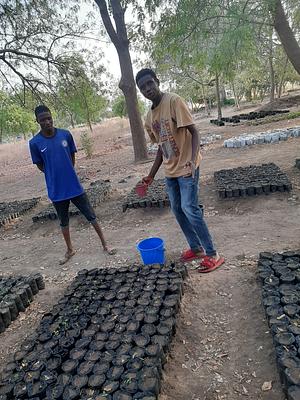 My agroforestry nursery, tree planting