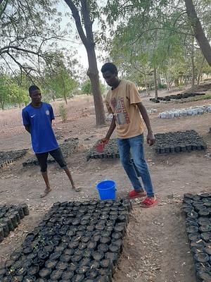 Nursery bait in numan local government