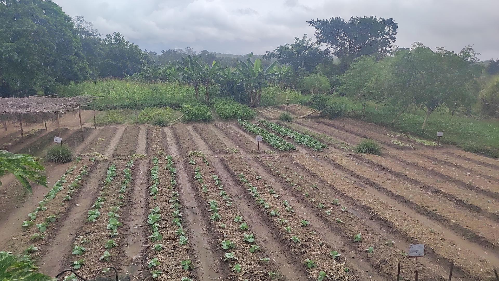 IECD experimentation plot_CARI Bong county Liberia