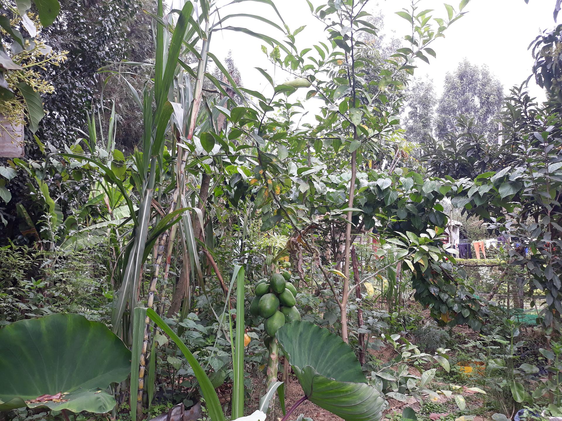 Phelbronn Organic Gardens