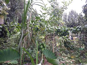 Phelbronn Organic Gardens