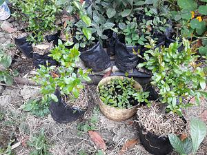 Fruit tree nursery