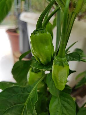Peppers! I Love!