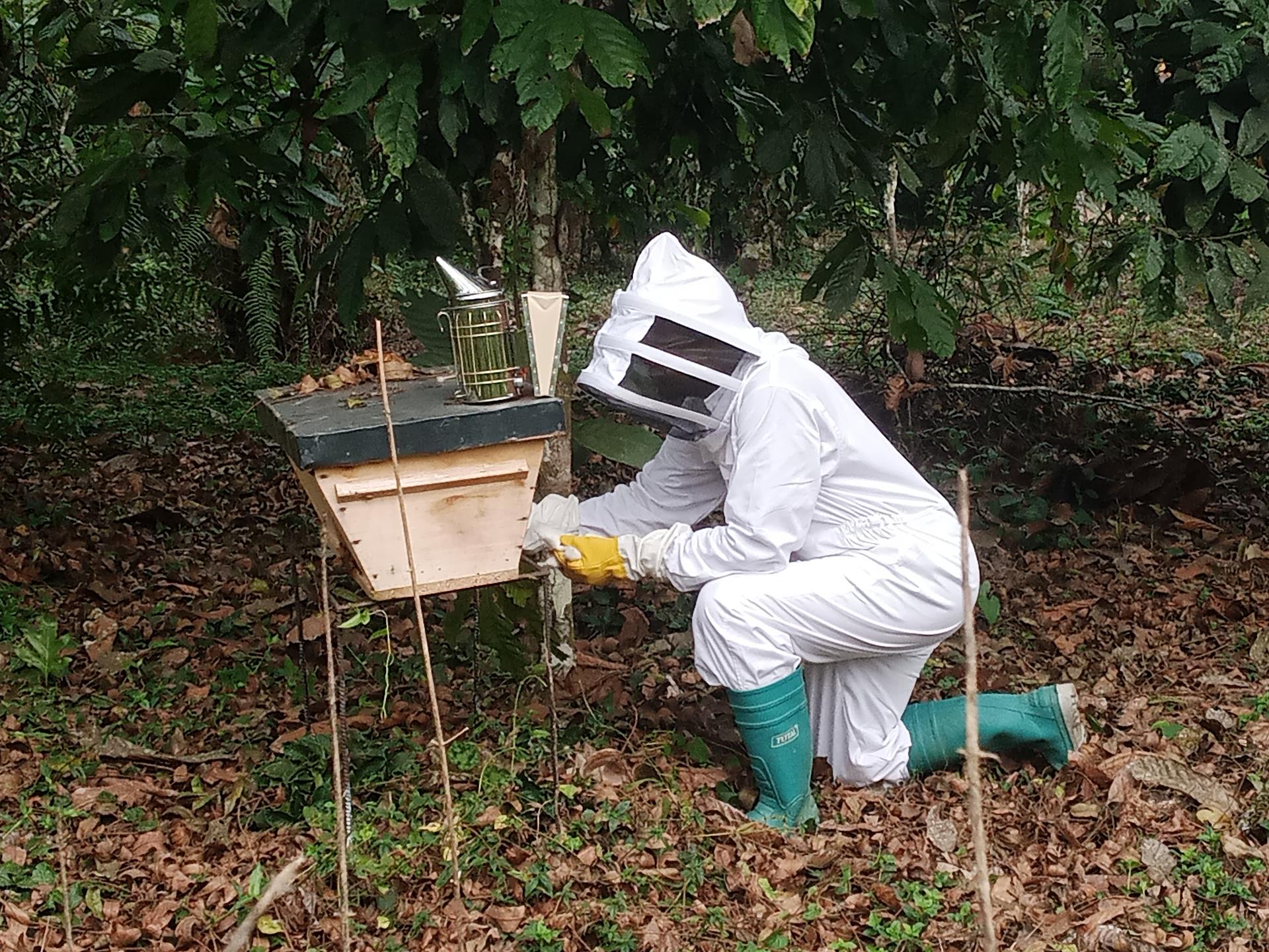 Mon expérience de pollinisation de ma plantation d'arbres et de cacao par des ruches d'abeilles