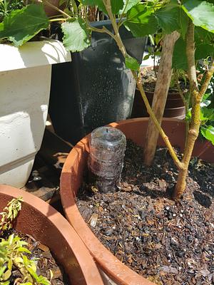 Compost In A Bottle