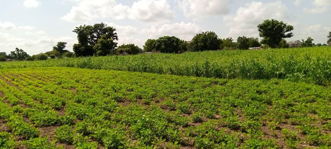 Agriculture biologique, cuture vivrière, céréalière