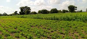 Agriculture biologique, cuture vivrière, céréalière