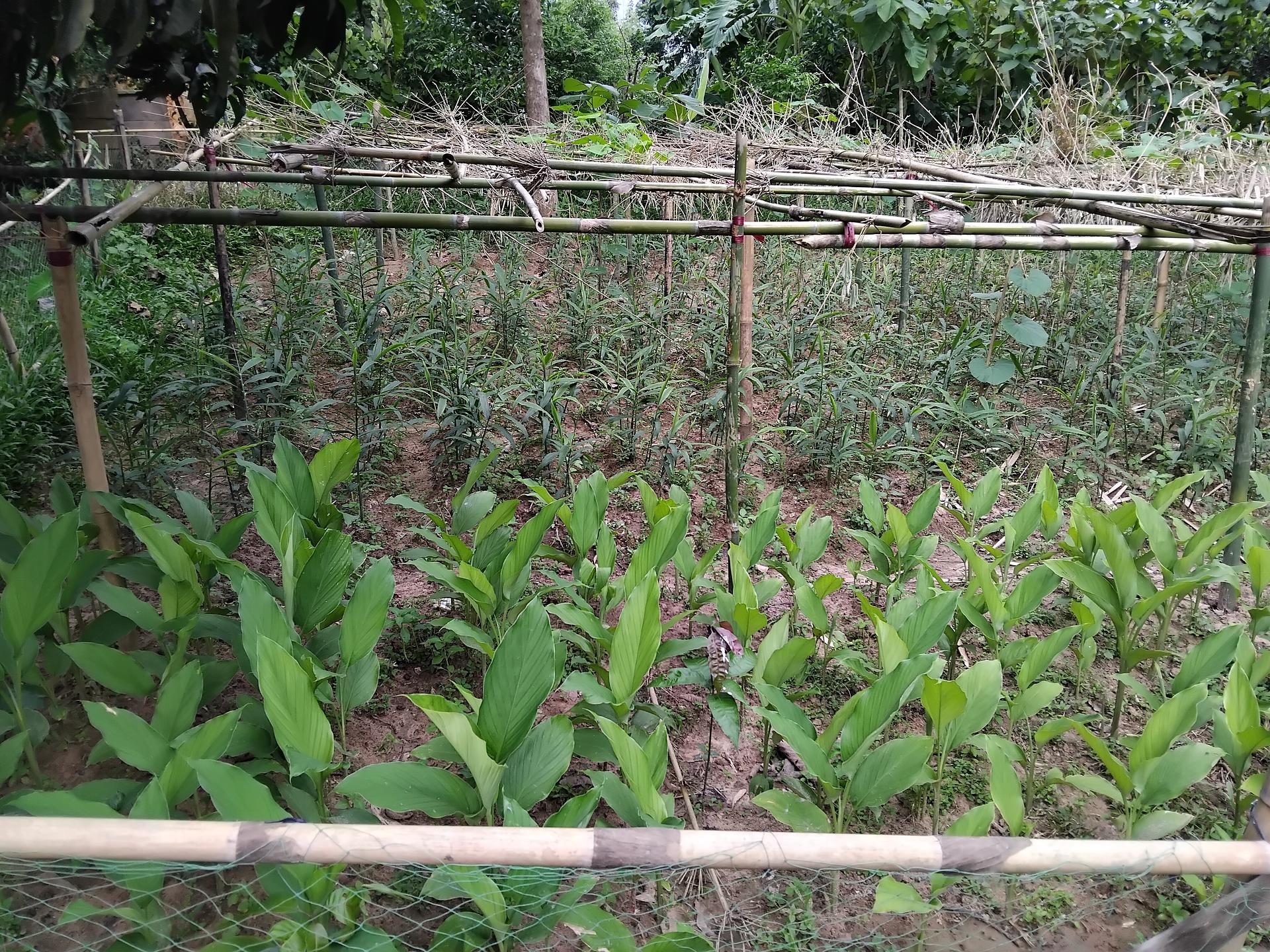 Agroforestry, permaculture, tree planting