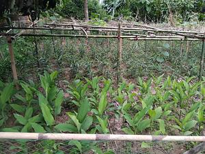 Agroforestry, permaculture, tree planting