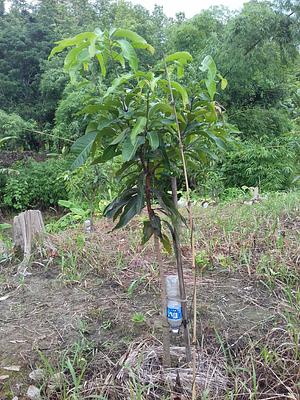 Drip Irrigation