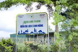 Avocado farm