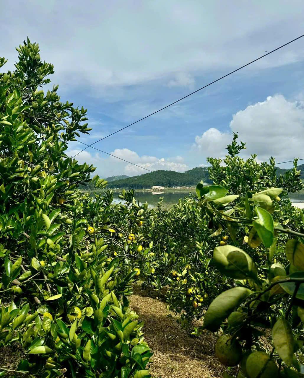 Organic avocado farming combined with agricultural tourism for students to experience. my agroforestry, permaculture experiment, food forest, medicinal herb garden, tree planting