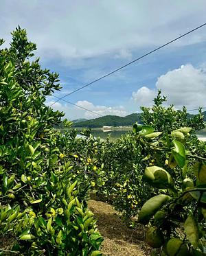 Organic avocado farming combined with agricultural tourism for students to experience. my agroforestry, permaculture experiment, food forest, medicinal herb garden, tree planting