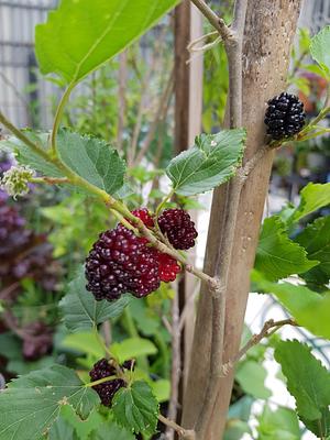 Mulberry Almost Ready For Harvest