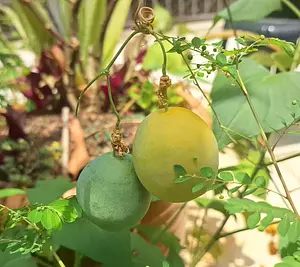 Passion fruits