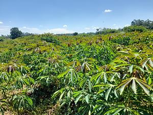 Cassava field demonstration