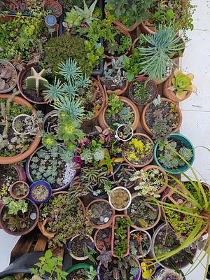 I Love Cactus And Succulents
