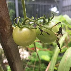 Some tomatoes in our garden