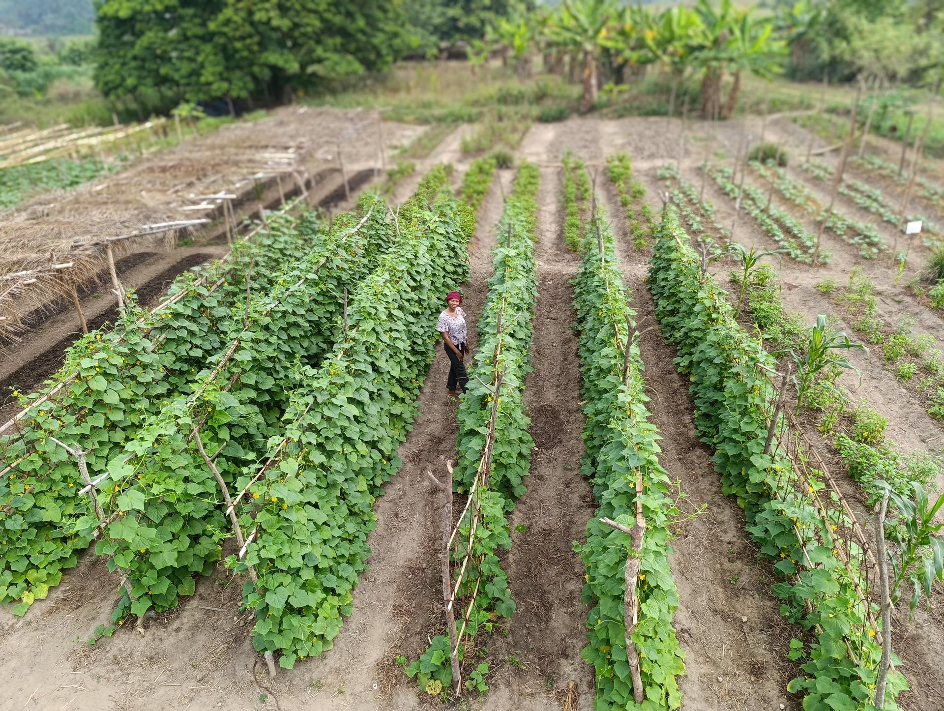 Ropping squash