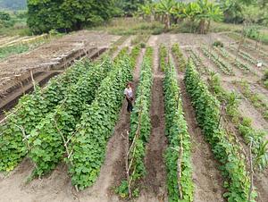 Ropping squash