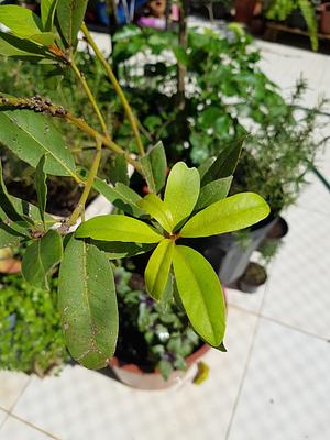 Bay Leaf Planted Along With Basil.