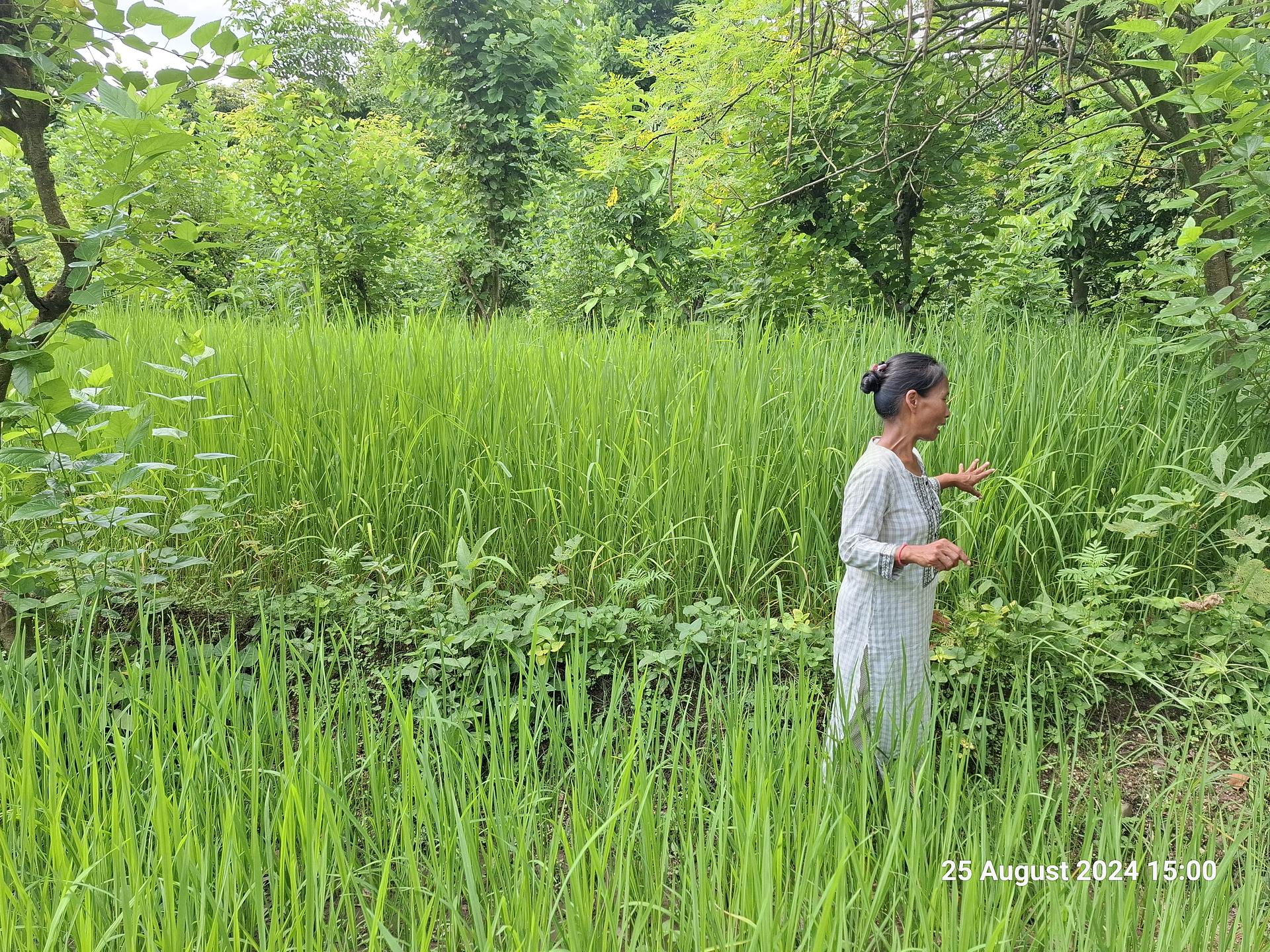 Surkhet, Karnali Province, Nepal