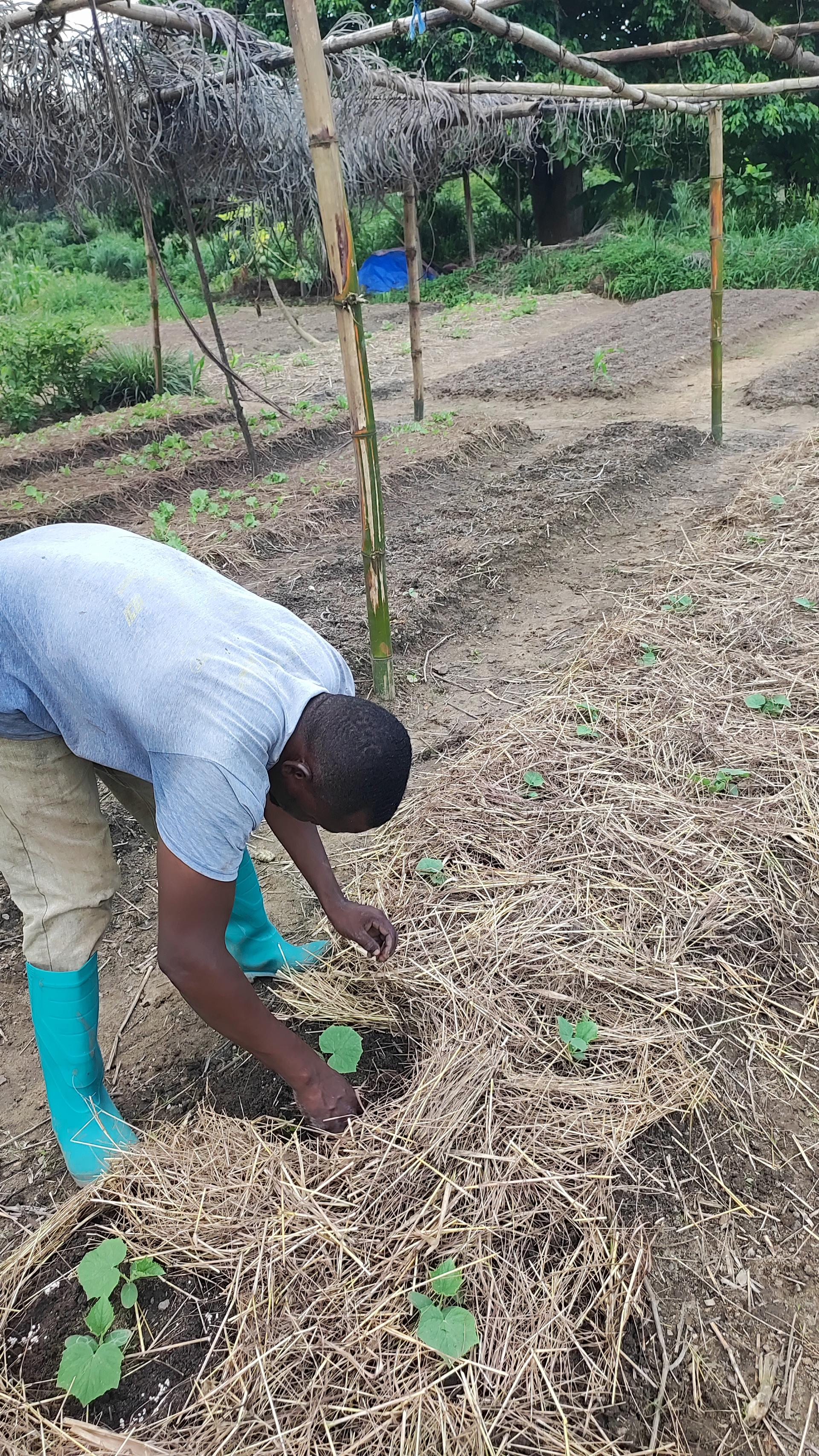 Mulch application