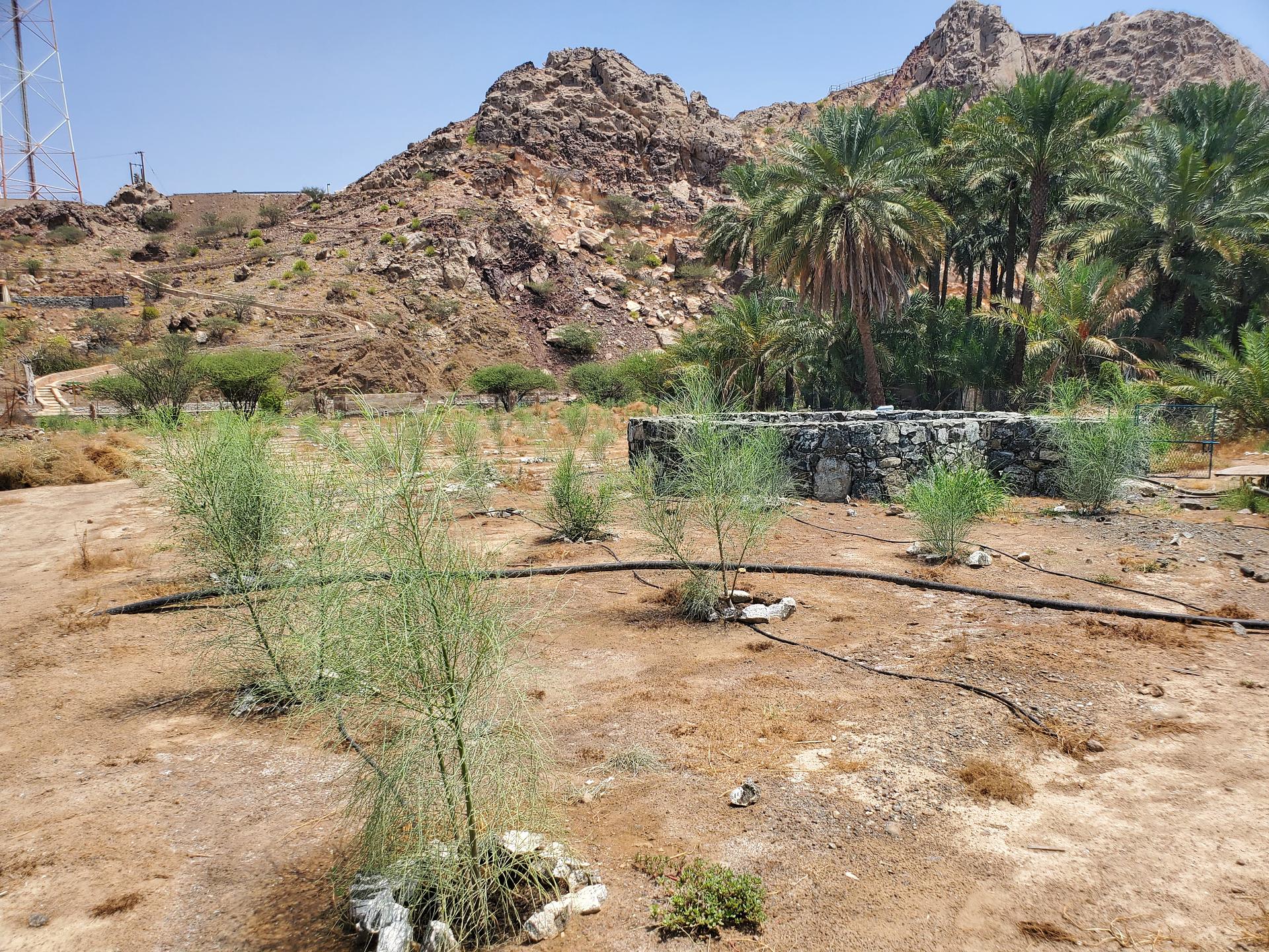 Native Trees with local crops