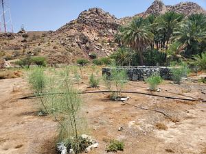 Native Trees with local crops