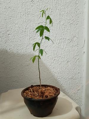 Savannah Passion Fruit Sapling