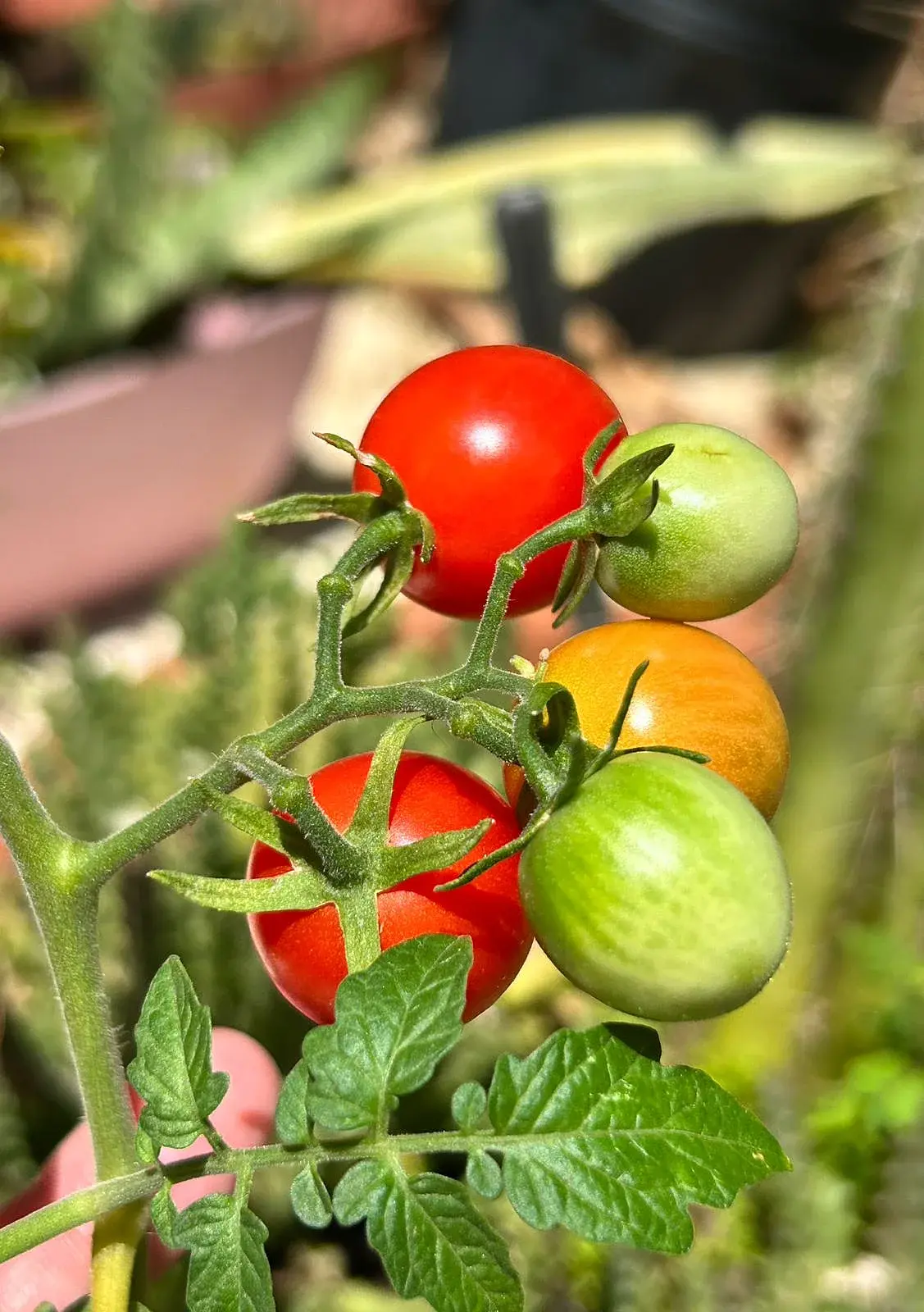 Cris and Celo Garden
