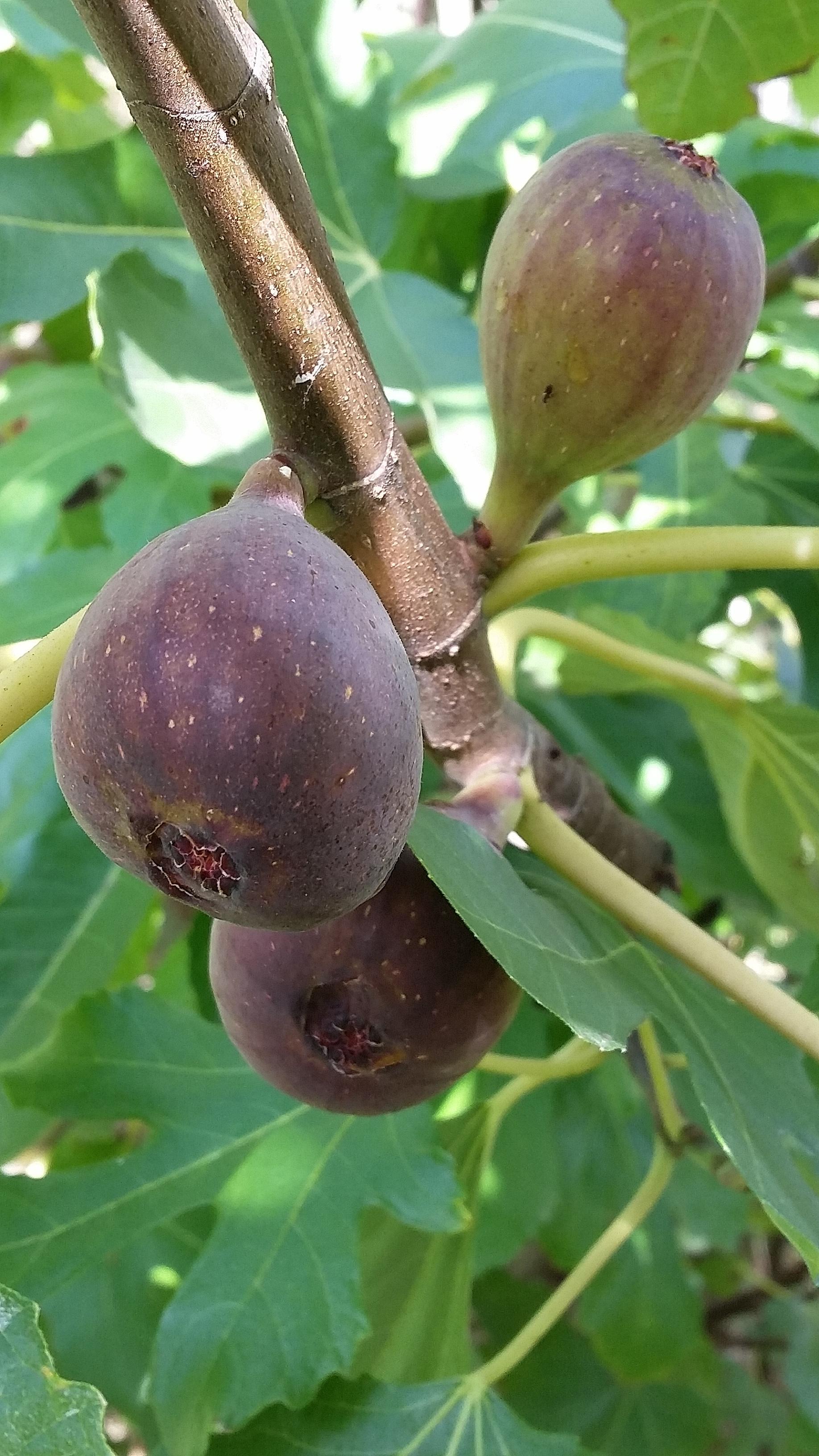 Dave's Food Forest