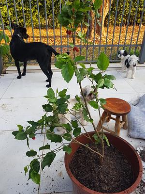 Bob, Billy And Maia