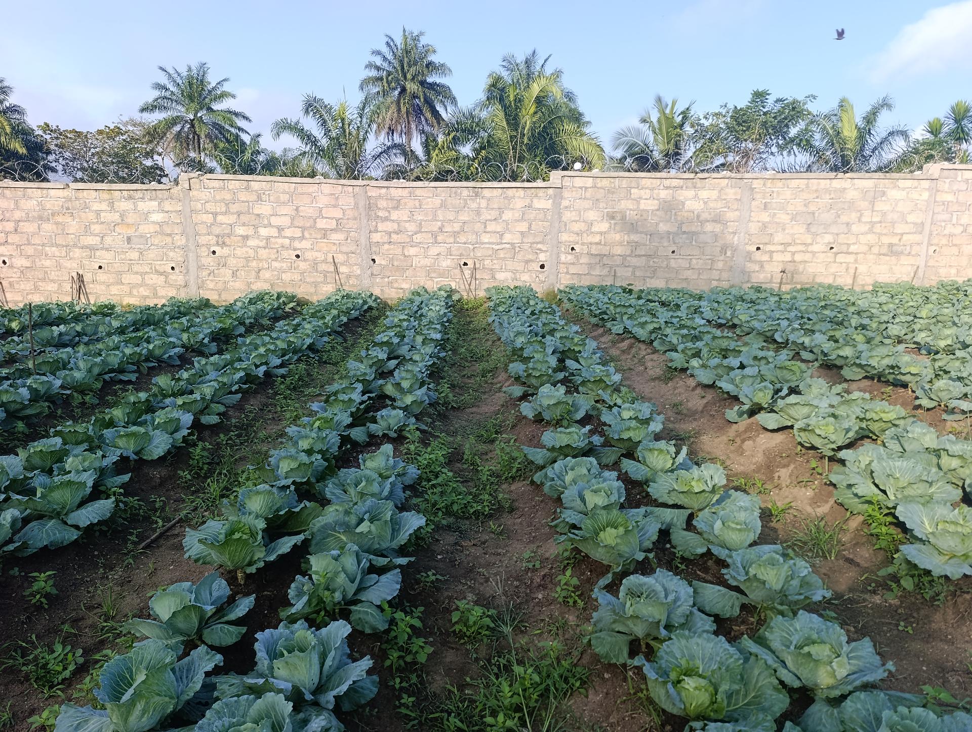 Joe and Youssouf farm