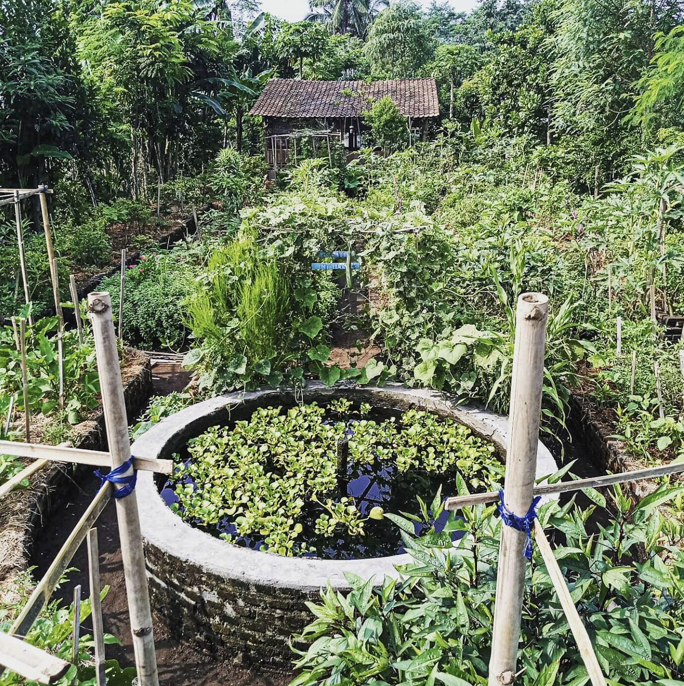 Tempurejo Regenerative Agroecology Development Indonesia (TRADISI) Berguru