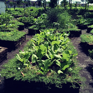 Raised bed nearby kitchen to supply veggies towards kitchen