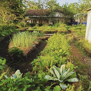 Another raised bed nearby the main house