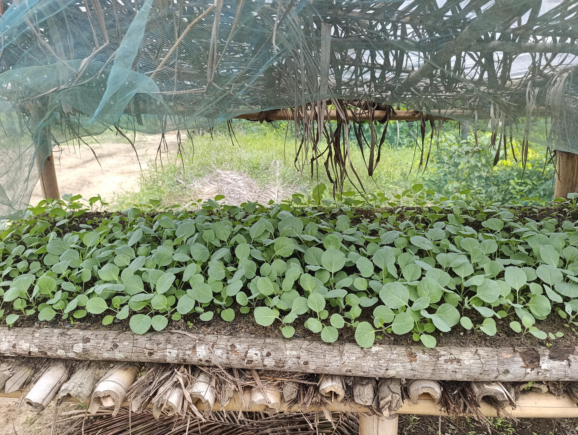 Farmer field school of DEN L community