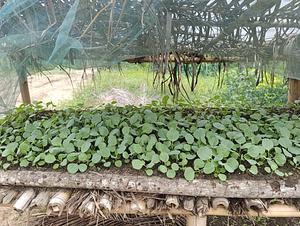Farmer field school of DEN L community