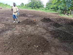 Cow manure collection (Taylor farm)