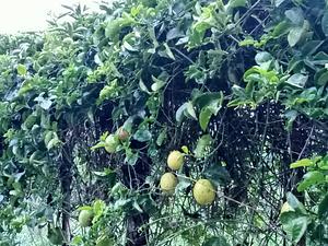 Producción De Maracuyá