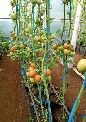 Producción Agroecológica De Jitomate Indeterminado