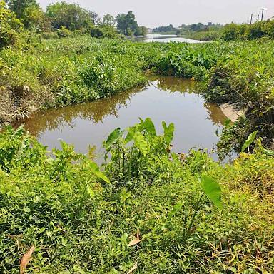 The Pongamia Pinnata Project in Viet Nam