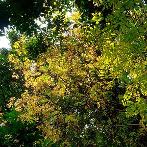 The Pongamia Pinnata Project in Viet Nam