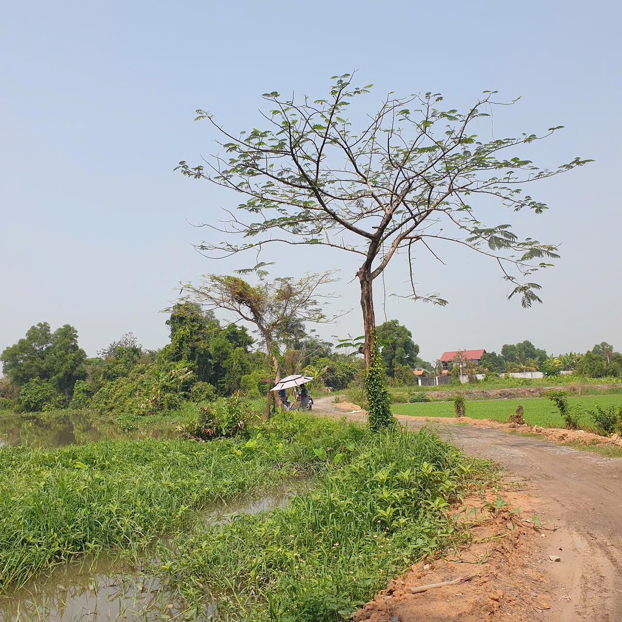 The Pongamia Pinnata Project in Viet Nam