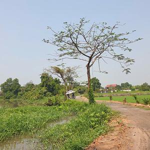 The Pongamia Pinnata Project in Viet Nam