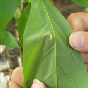 The Pongamia Pinnata Project in Viet Nam