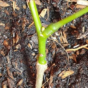 The Pongamia Pinnata Project in Viet Nam